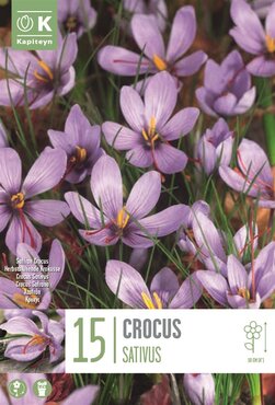 Autumn Flowering Crocus Sativus