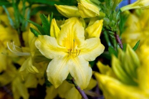 Azalea Anneke (Deciduous) 5 Litre - image 1