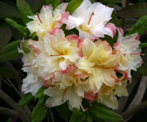 Azalea Cannon's Double (Deciduous) 5 litre