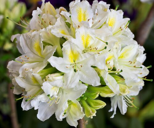Azalea Daviesii (Deciduous) 5 litre - image 1