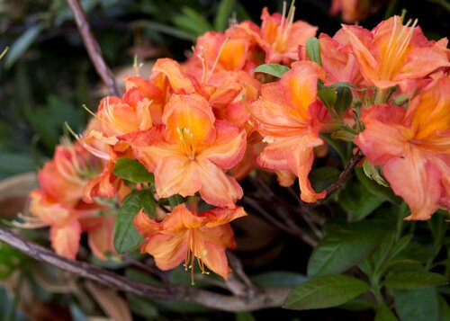 Azalea Deciduous Fireworks 5 Litre - image 1