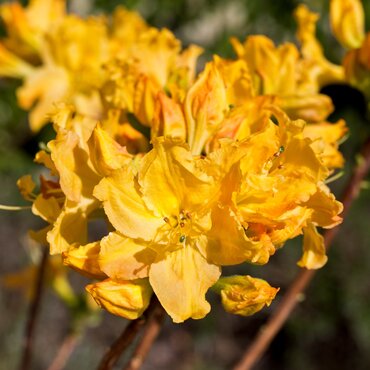 Azalea Deciduous Golden Lights 5 Litre - image 1