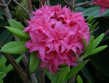 Azalea Deciduous Homebush 5 Litre
