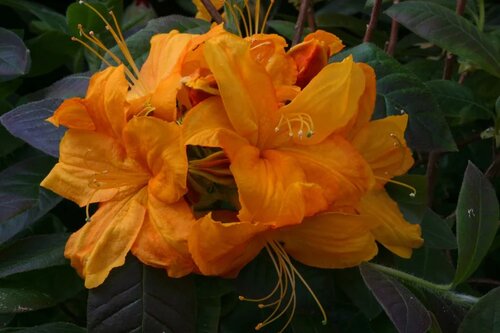 Azalea Deciduous Klondyke 5 Litre