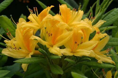 Azalea Deciduous Lutem 5 Litre - image 1