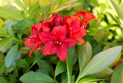 Azalea Deciduous Nabucco 5 Litre - image 1