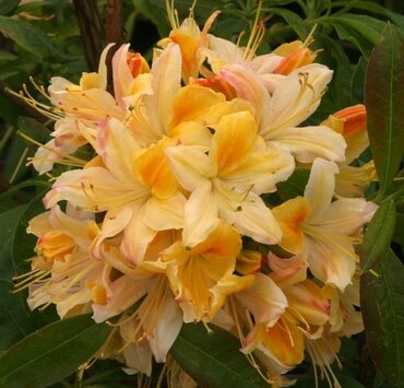 Azalea Deciduous Northern Lights 5 Litre