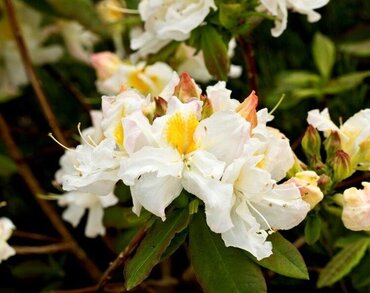 Azalea Deciduous Silver Slipper 5 Litre