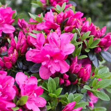 Azalea Evergreen Anne Frank 3 litre