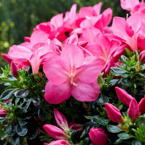 Azalea Evergreen Anouk 3 litre