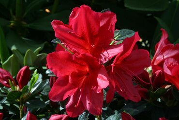 Azalea Evergreen Arabesk 3 Litre