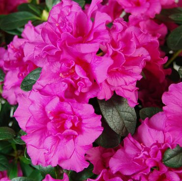 Azalea Evergreen Babushka 3 Litre