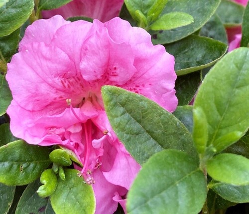 Azalea Evergreen Babushka 3 Litre