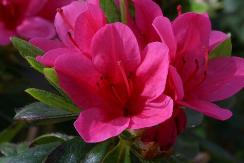 Azalea Evergreen Benny Gery 3 Litre