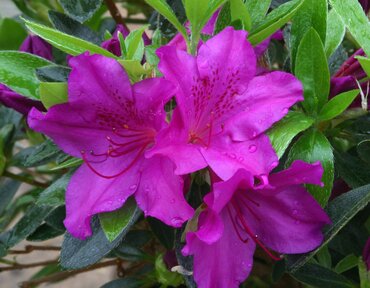 Azalea Evergreen Blue Danube 3 Litre
