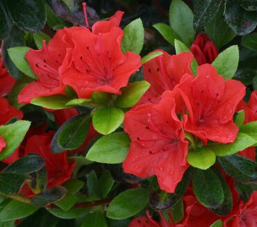Azalea Evergreen Geisha Orange 3 Litre