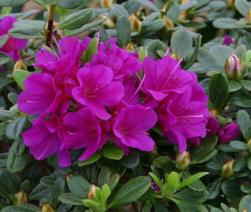 Azalea Evergreen Geisha Purple 3 Litre