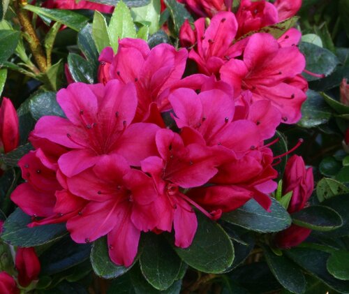 Azalea Evergreen Geisha Red 3 litre