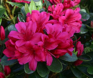 Azalea Evergreen Geisha Red 3 Litre