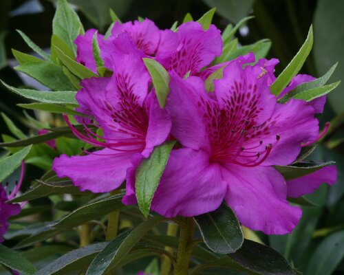 Azalea Evergreen Herbert Planter 8 Litre