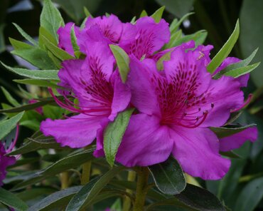 Azalea Evergreen Herbert Planter 8 Litre
