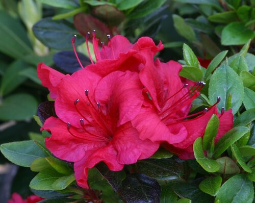 Azalea Evergreen Johanna 3 Litre