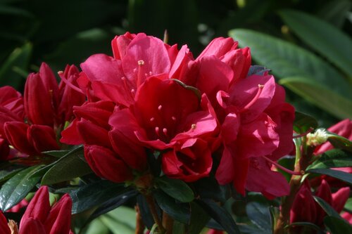 Azalea Evergreen Madame Galle 3 Litre