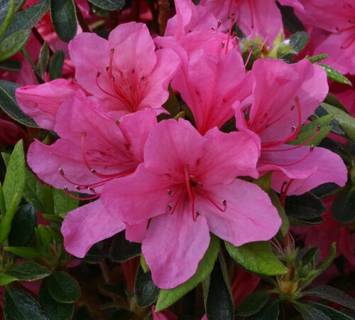 Azalea Evergreen Madame Van Hecke 3 Litre