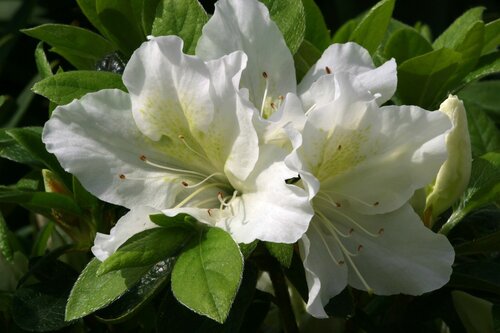 Azalea Evergreen Mary Helen 3 Litre