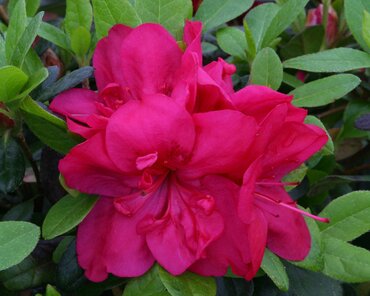 Azalea Evergreen Mothers Day 3 Litre