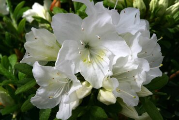 Azalea Evergreen Pleasant White 3 Litre