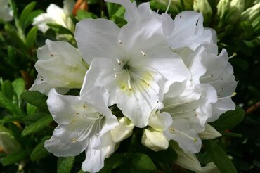 Azalea Evergreen Pleasant White 8 litre Planter