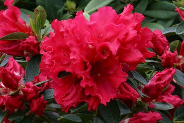 Azalea Evergreen Red Wing 3 Litre