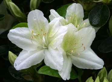 Azalea Evergreen Snow White 3 litre