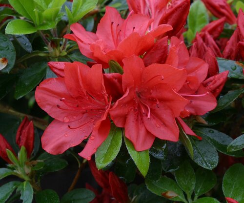 Azalea Evergreen Torchlight 3 Litre