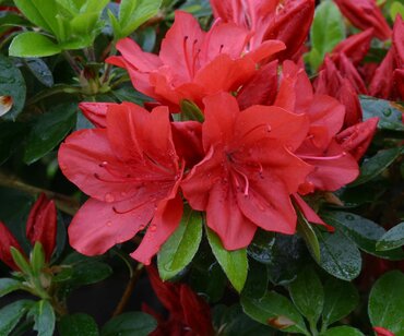 Azalea Evergreen Torchlight 3 Litre