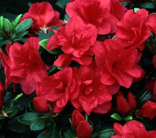 Azalea Evergreen Florida 8 litre Planter