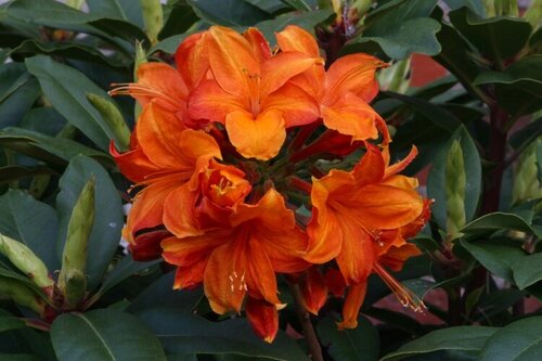 Azalea Golden Eagle (Deciduous) 5 Litre - image 1