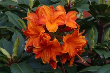 Azalea Golden Eagle (Deciduous) 5 Litre - image 1