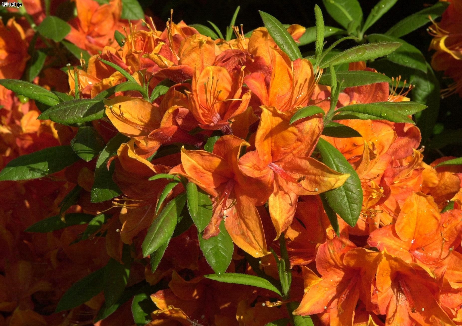 Azalea Golden Eagle (Deciduous) C4.6 Stewarts Garden Centre