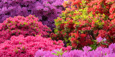 Azalea japonica 2 Litre