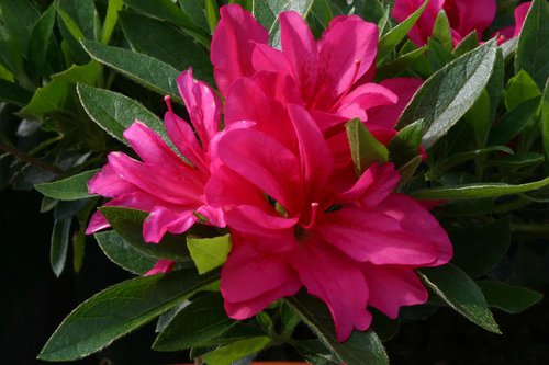 Azalea Evergreen Rosa 8 litre Planter