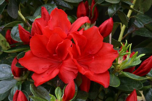 Azalea Evergreen Santa Maria 8 litre Planter