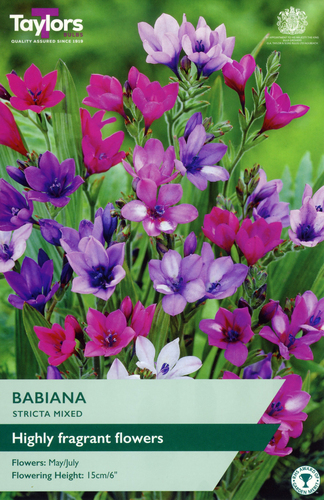 Babiana Stricta Mixed