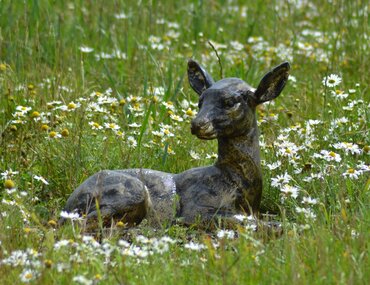 Baby Fawn