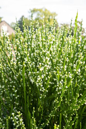 Baccharis genista Green Coral 19cm - image 2