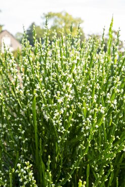 Baccharis genista Green Coral 19cm - image 2
