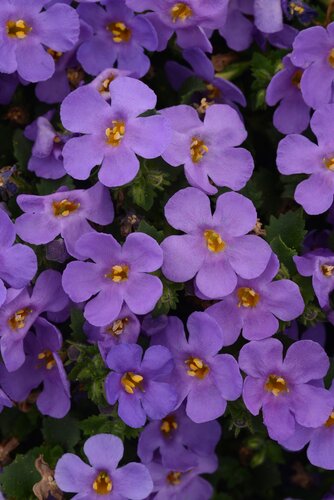 Bacopa Blue 10.5cm - image 1