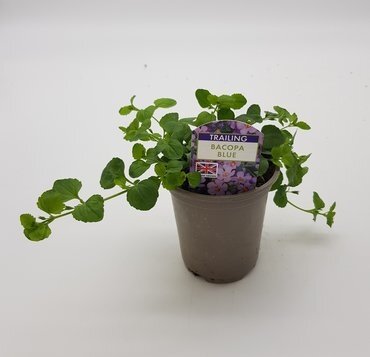 Bacopa Blue 10.5cm - image 2