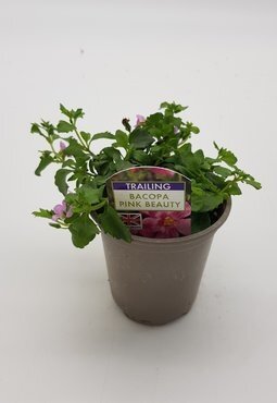 Bacopa Pink Beauty 10.5cm - image 2